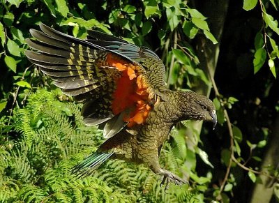 Flight of the Kea.jpg