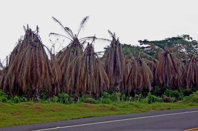 Carretera StoDgo-Samana 1.jpg