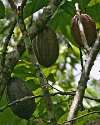 El Bonao, Higey, Dominican Republic