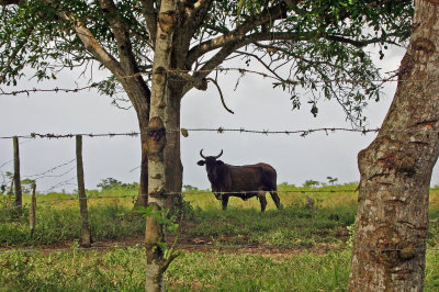 Camino Laguna Limon-Nisibon 2.jpg