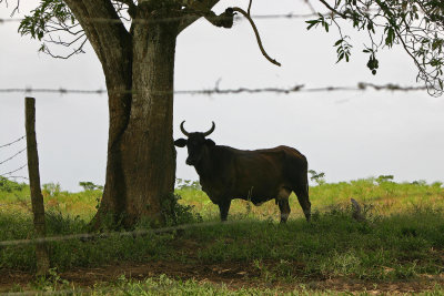 Camino Laguna Limon-Nisibon 3.jpg