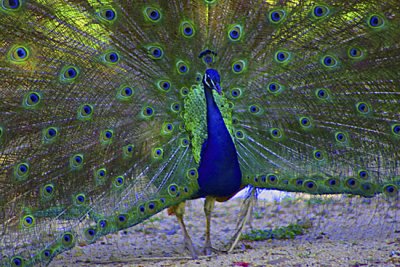 pavo real constanza.jpg