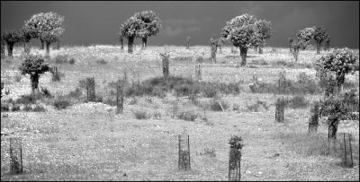 DSC_0125.JPG