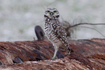 Burrowing Owl, Holly Beach