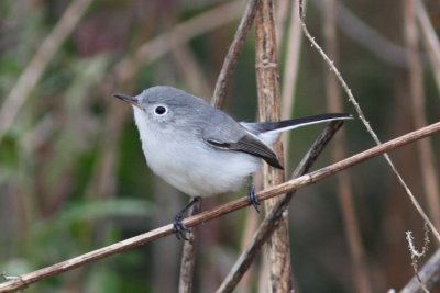 Blue-gray Gnatcatcher, Peveto Woods