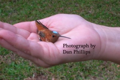 Kentucky Rufous
