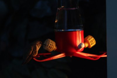 Hummingbird feeder light