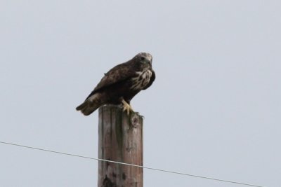 Possible Harlan's Hawk, Estherwood, LA