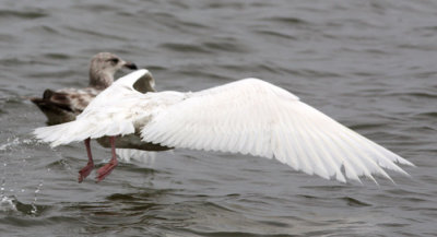 Glaucous Gull #?, 3rd sighting