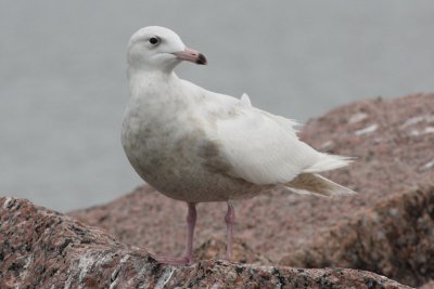 Glaucous Gull #1, 4th sighting