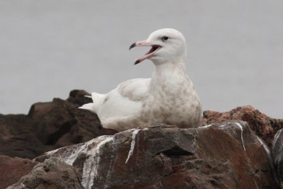 Glaucous Gull #2, 5th sighting