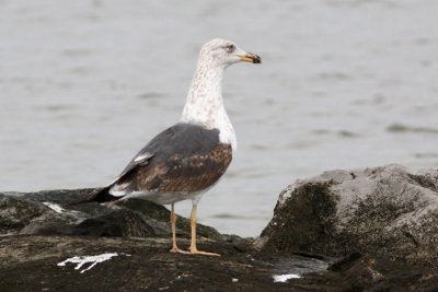 Lesser Black-backed Gull #1