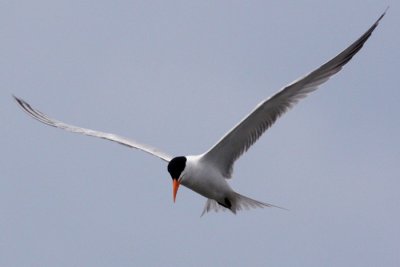 Royal Tern