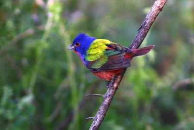 Painted Bunting preparing to bath.