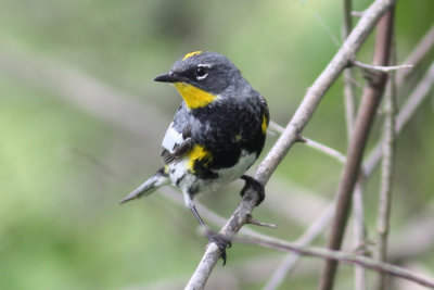 Audubon's Warbler, seen through 4/27/10.