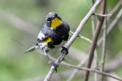 Audubon's Warbler, seen through 4/27/10.
