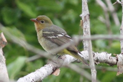 Western Tanager found by Robby Bacon, Sabine Nature Trail