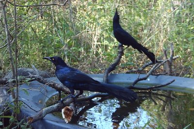 Bath Cam, Great-tailed Grackles