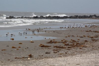 Red Knots and Sanderling