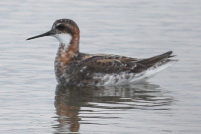 Red-necked Phalarope