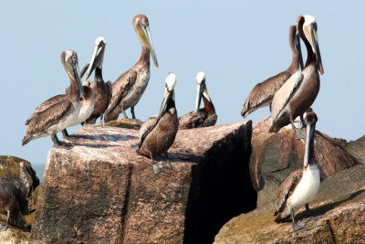 Brown Pelicans, Calcasieu River Jetties