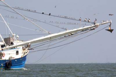 Magnificent Frigatebirds in rigging