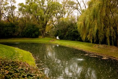 Pond, November 11