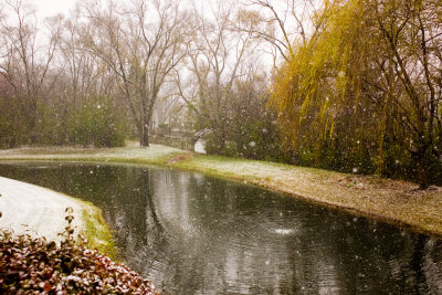 Pond, November 22