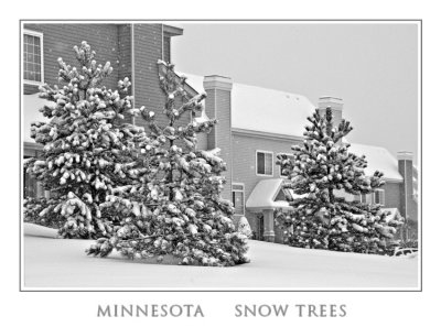 SnowTrees_LDG5182.jpg