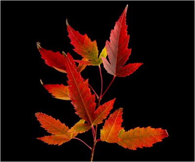 Portrait of Autumn Leaves