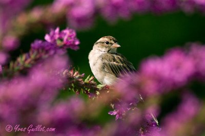 Bruant familier - Chipping Sparrow - 2 photos