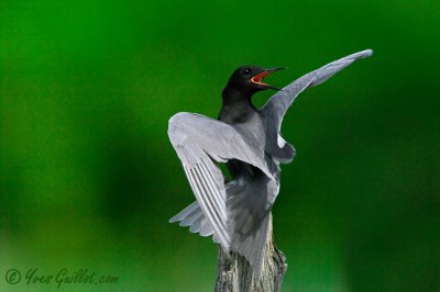 Guifette noire - Black Tern - 3 photos