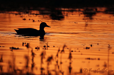 Canard colvert - coucher de soleil  #4441.jpg