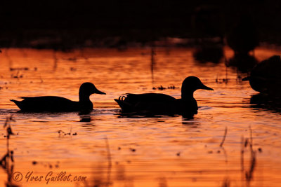 Canards colverts - coucher de soleil  #4446.jpg