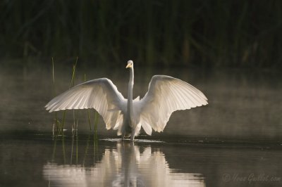 Grande aigrette #9167.jpg