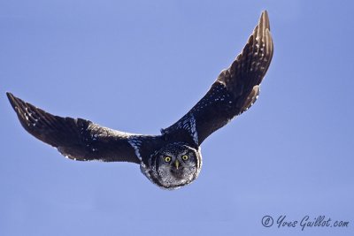 Chouette épervière - Northern Hawk Owl - 4 photos