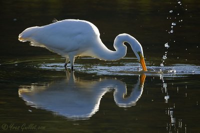 Grande aigrette #4422.jpg