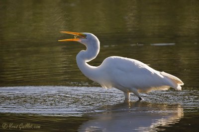 Grande aigrette #4354.jpg