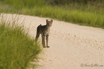 Lynx de Floride - Merritt Island #5135.jpg