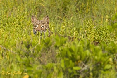 Lynx de Floride - Merritt Island #5144.jpg