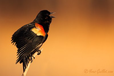 Carouge à épaulettes - Red-winged Blackbird - 6 photos