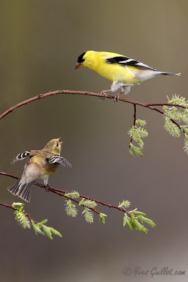 Chardonneret jaune - American Goldfinch - 12 photos