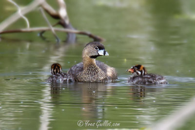 Maman et 2 bbs #0345 - 06-2010.jpg