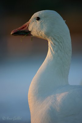 Oie des neiges - portrait #7406.jpg