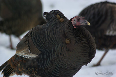 Dindon sauvage - Wild Turkey - 1 photo