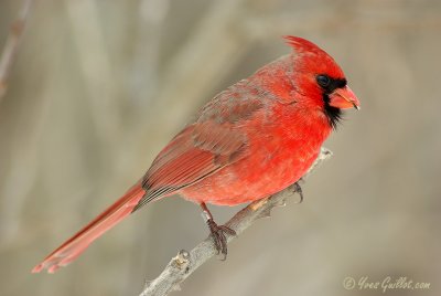 Cardinal mle #9901.jpg