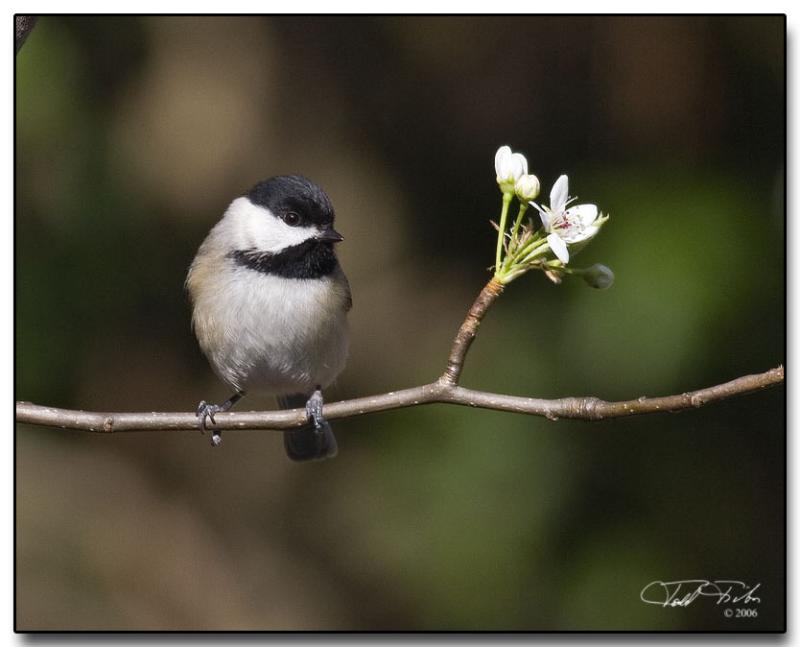 Carolina Chicadee