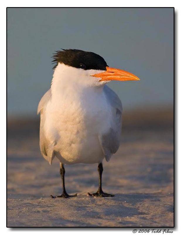 Royal Tern