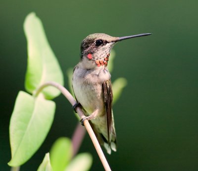 Male Ruby-Throated Hummingbird