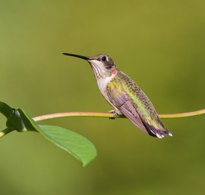 Juvenile Male Ruby-Throated Hummingbird Posing